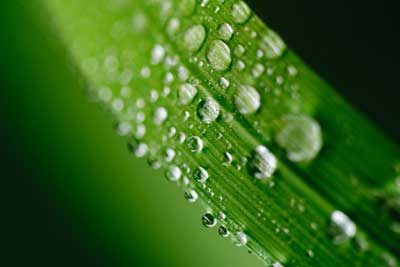 Pflanze Blatt Wasser Tropfen Anwendung Dünger Tipps und Infos Pflanze Blatt Wasser Tropfen Anwendung Dünger Tipps und Infos