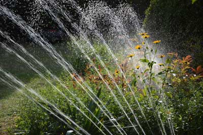 Regen Pflanzen Wasser Bio Sud Anwendung Dünger Regen Pflanzen Wasser Bio Sud Anwendung Dünger
