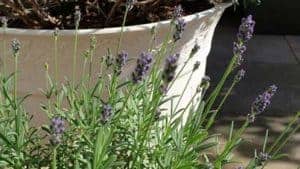 Blumen / Blüher: Lavendel - ein Blumenmeer auf Terrasse o. Balkon