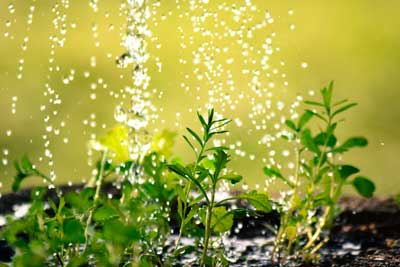 Regen Gießen Wasser Pflanzen Bio Anwendung Dünger Regen Gießen Wasser Pflanzen Bio Anwendung Dünger