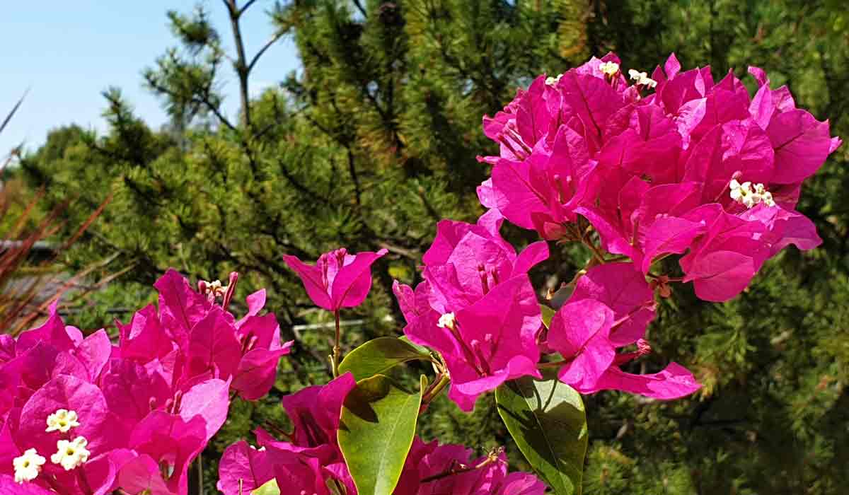 Foto Bild der Bougainvillea Bougainville. Gedüngt mit Bio Sud Universaldünger Foto Bild der Bougainvillea Bougainville. Gedüngt mit Bio Sud Universaldünger