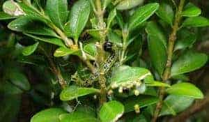 Buchsbaumzünsler Raupe bei der Arbeit - Empfehlungen Buchsbaumzünsler Raupe bei der Arbeit - Empfehlungen