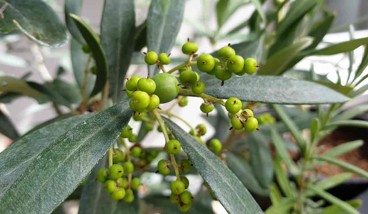 Olive mit Frucht. Wurde 2x im Monat mit einem Schluck pflanzlicher Dünger versorgt