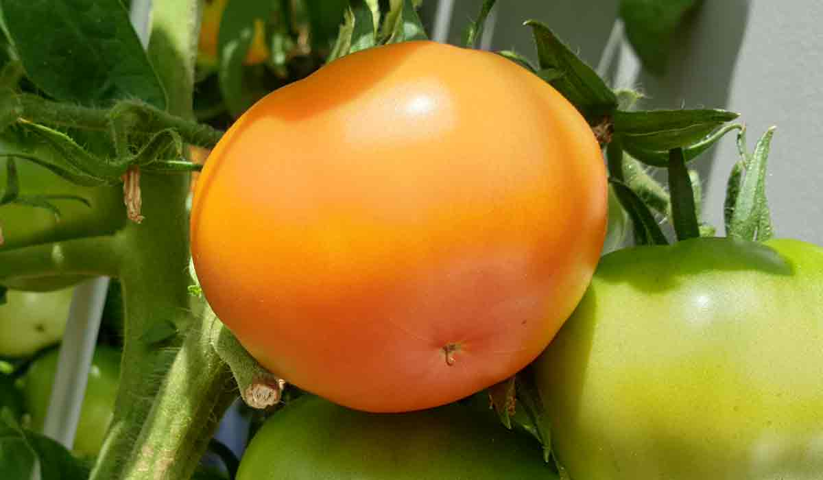 Reife Tomate Pflanze Bilder Fotos - 1x wöchentlich mit Bio Sud Tomatendünger Reife Tomate Pflanze Bilder Fotos - 1x wöchentlich mit Bio Sud Tomatendünger