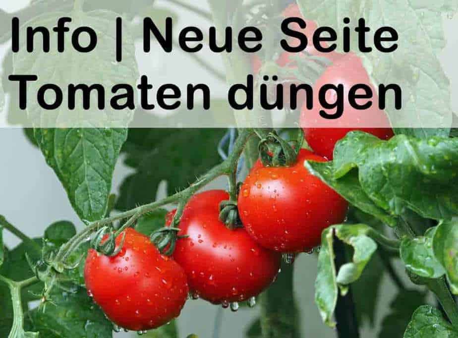 Tomaten düngen mit Bio Sud Dünger!