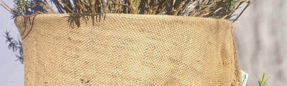 Rosmarinpflanze überwintert im Jutesack