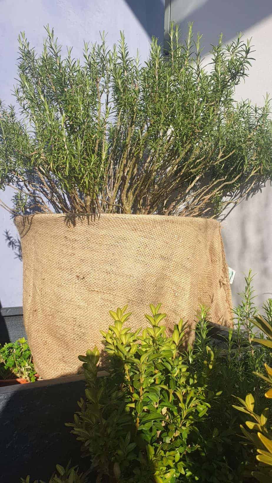 Pflanzen überwintern auf Terrasse und Balkon