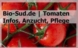 Tomaten Pflege - Paradeiser Tomatenflanze