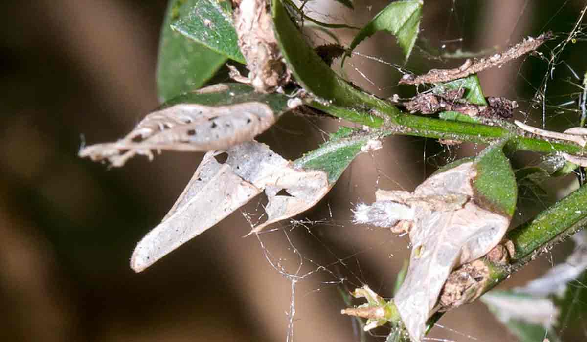 🐛 Buchsbaumzünsler Zünsler 🐛 Cydalima perspectalis
