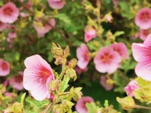 Pflanze Blume Manuka Leptospermum scoparium