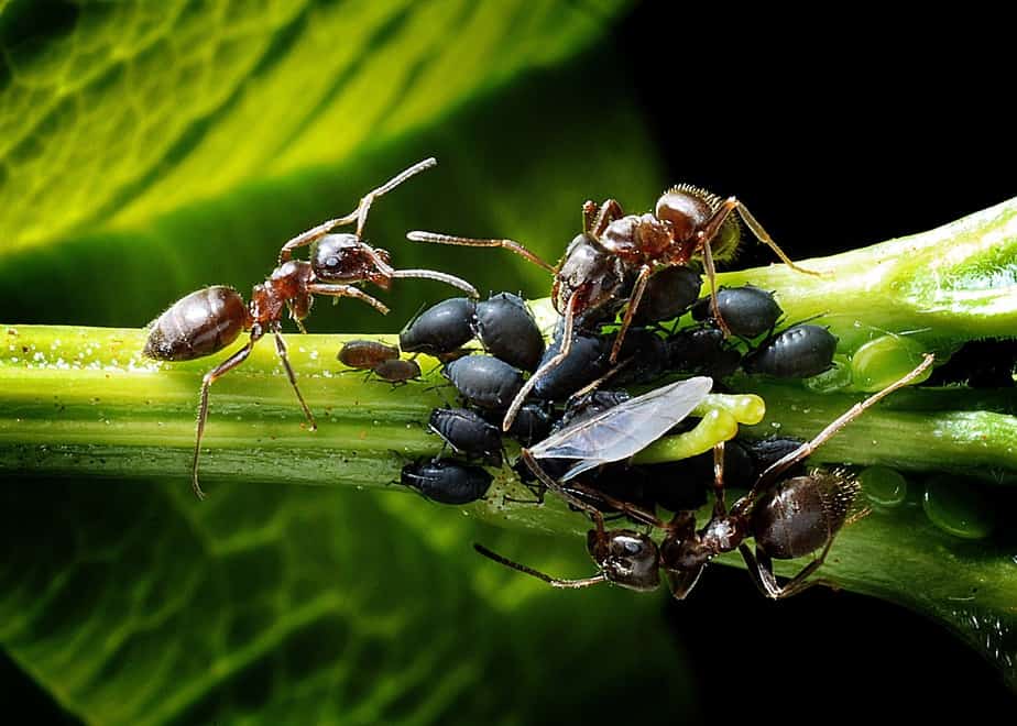 Ungeziefer wie Blattläuse und Ameisen auf der Terrasse