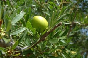 Argan / Arganbaum bzw. das Arganöl ist ein wertvolles Heilmittel aus Marokko